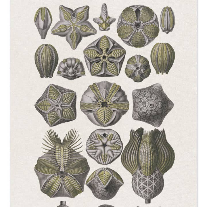 Linen Runner "Blastoidea" 100% Made in Italy for wholesale by The Napking