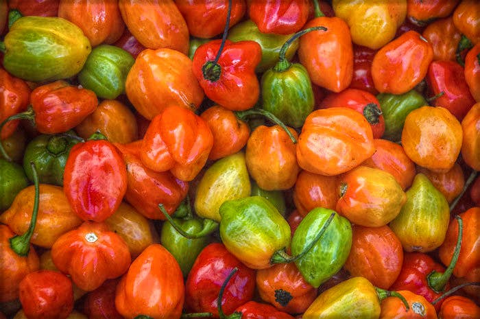 Campbell Gardens - Wholesale Pickled Vegetables - Candied Habaneros & Jalapeños1