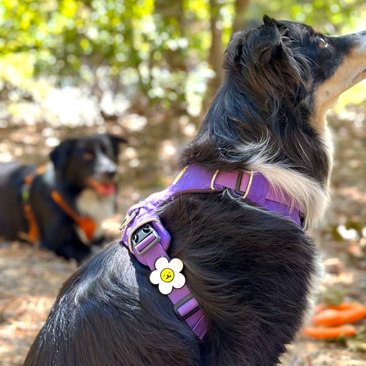 Jiby Dog Crew – Großhandel Halsband-Anhänger – Katze/Hund – Gänseblümchen Hund Jiby