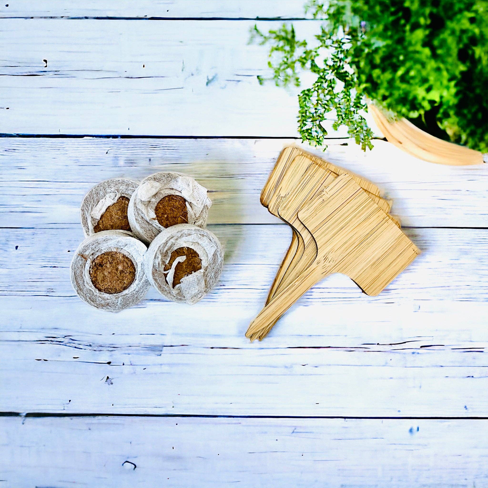 London James Candle Co - Venta al por mayor Semillas de plantas - Kit de jardinería para cultivo de hierbas DIY4