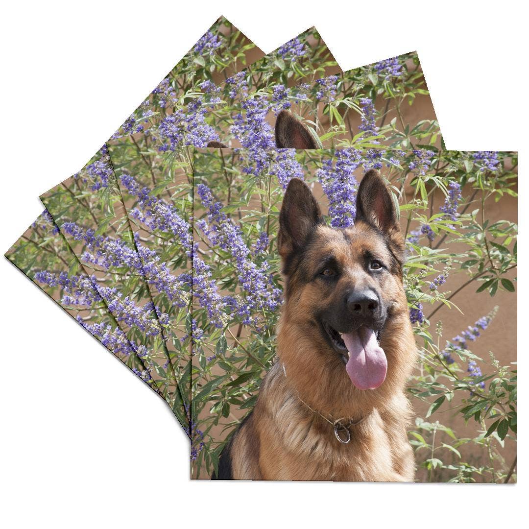 3dRose - Wholesale Coasters - 3dRose, German Shepherd., Coaster0