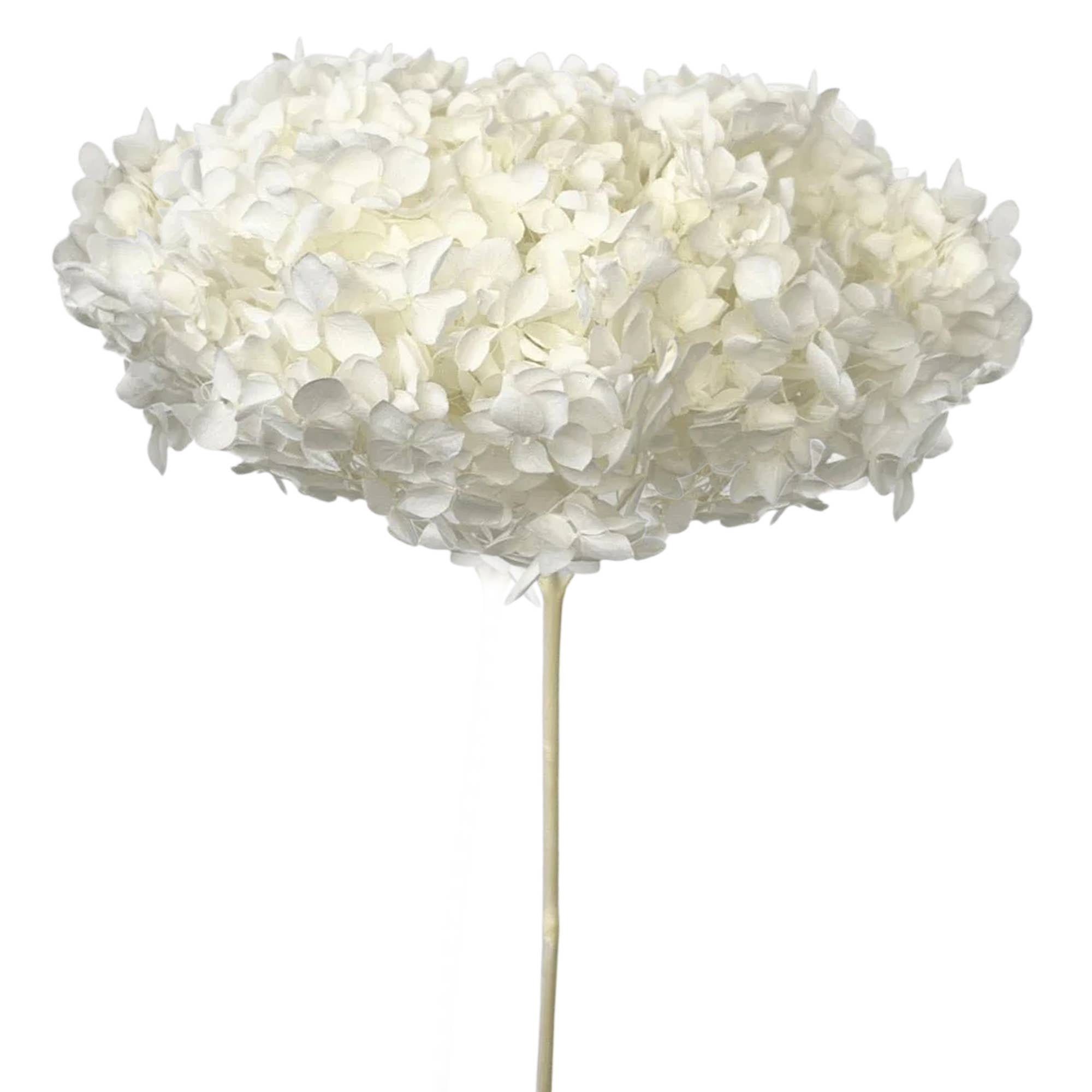2626 Designs - Wholesale Dried/Pressed Flowers - Dried Preserved Hydrangea Flower 16" with Stem6
