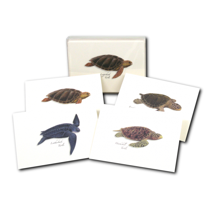 Earth Sky + Water - Wholesale Stationery/Notecard Set - Sea Turtle Assortment5