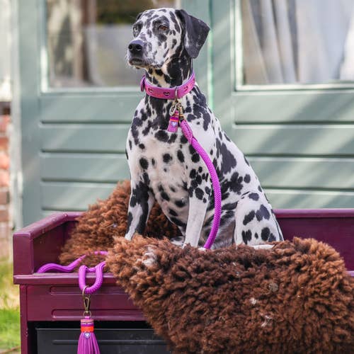 Dog with a Mission - Wholesale Pet Leash - Dog - Spice Dog Leash3