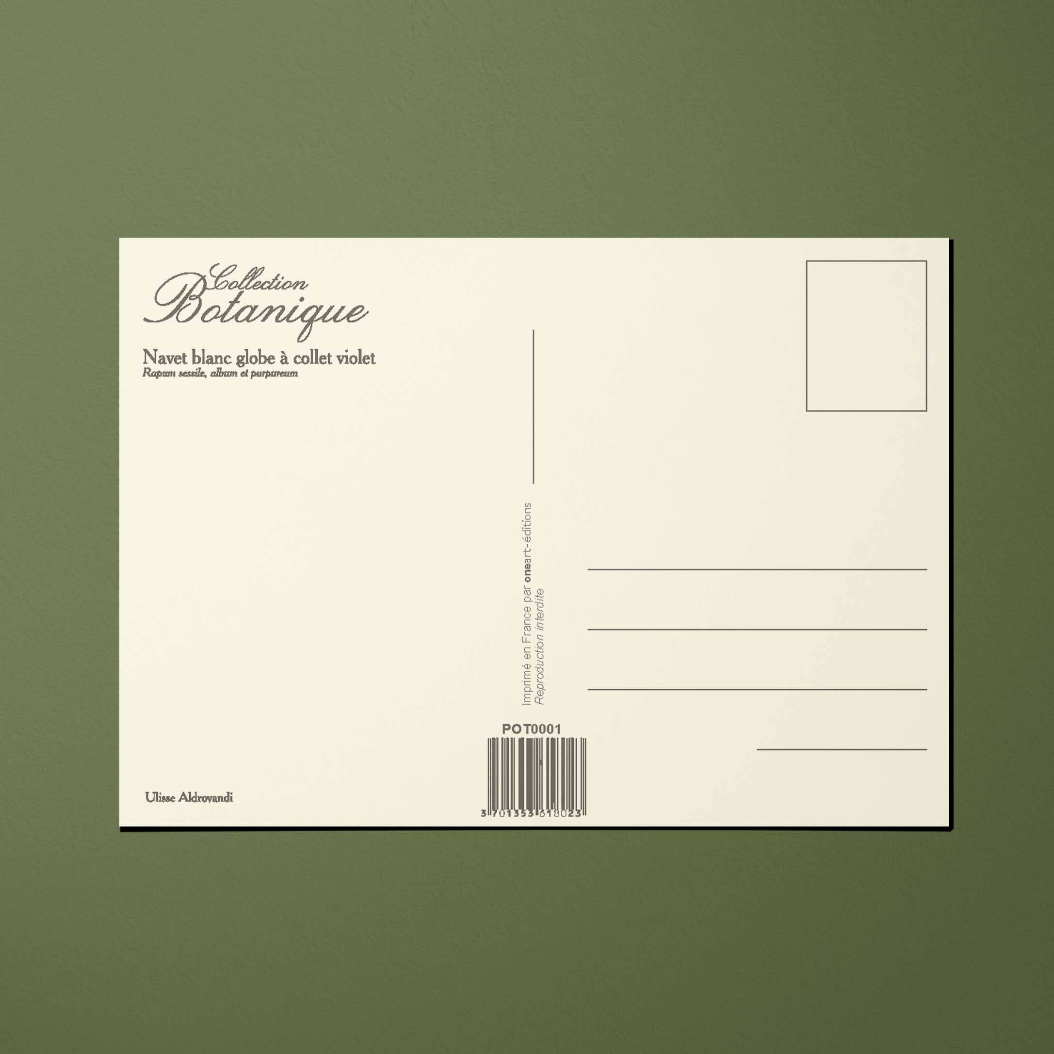 Oneart - Wholesale Ansichtkaart - Ansichtkaart Groenteplanten Witte raap - POT00012