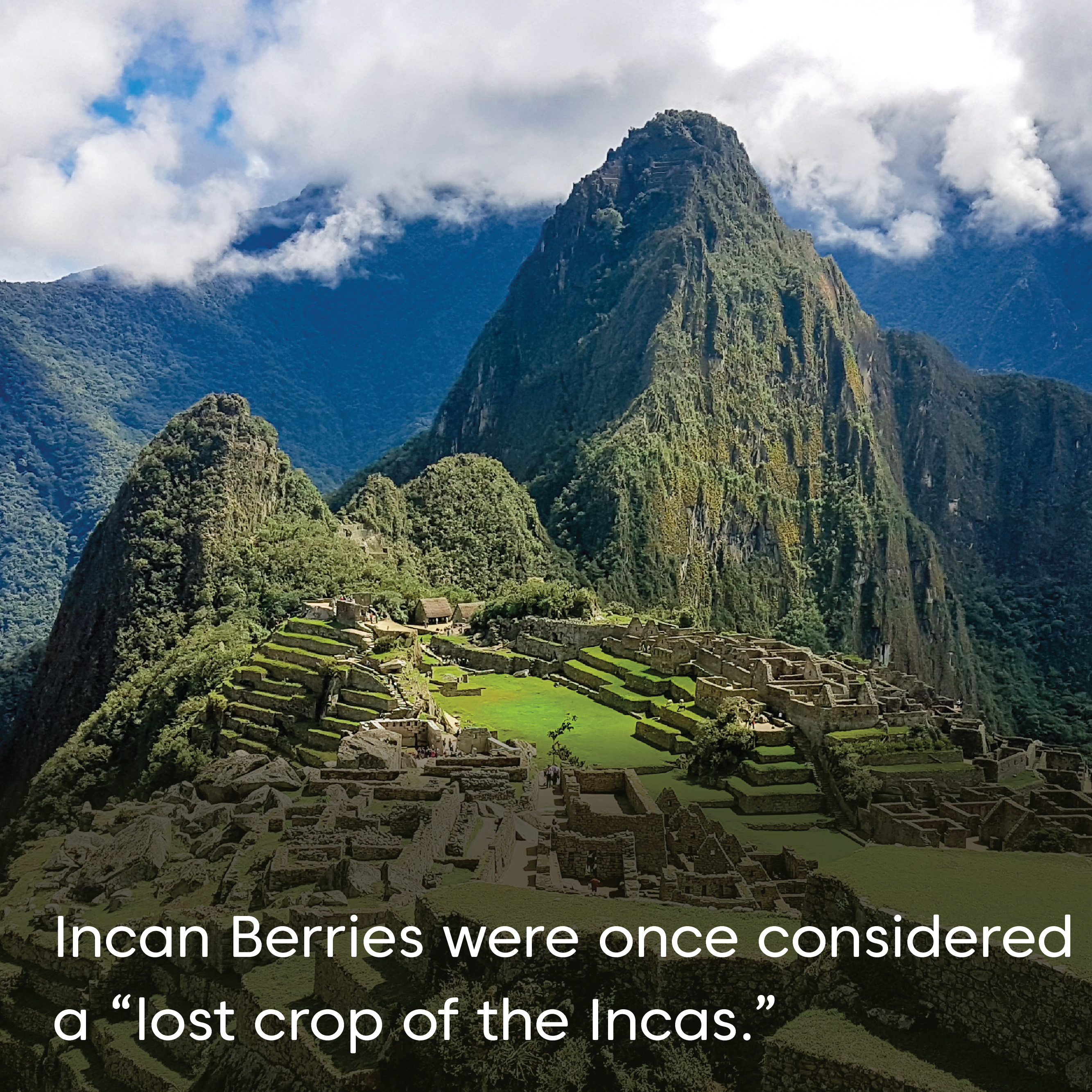 Wilderness Poets - Wholesale Dried/Dehydrated Fruit - Organic Incan Berries4