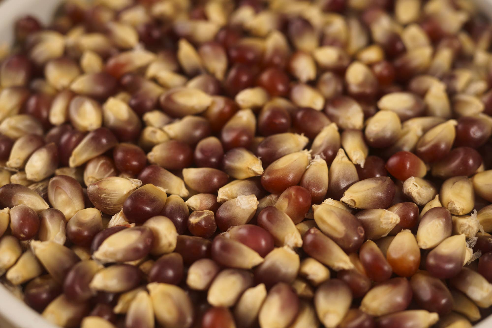 Seven Forks Farm - Wholesale Popcorn - Purple Popcorn 30oz. Bag3