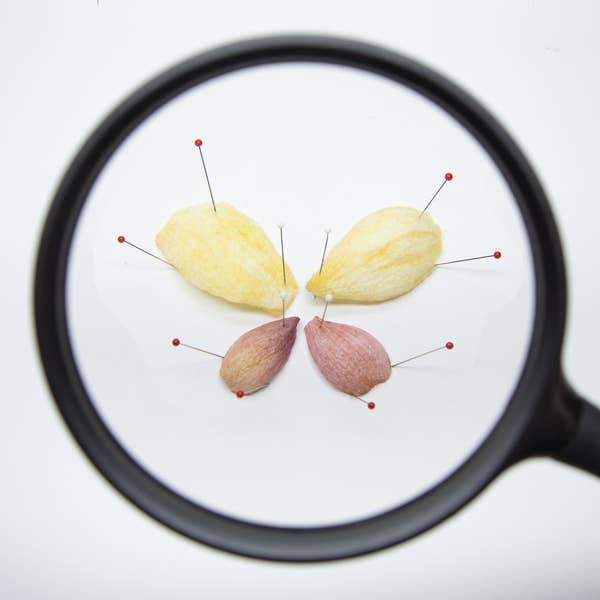 Root Foods - Wholesale Chips - Onion – Inner Case - 6 bags3