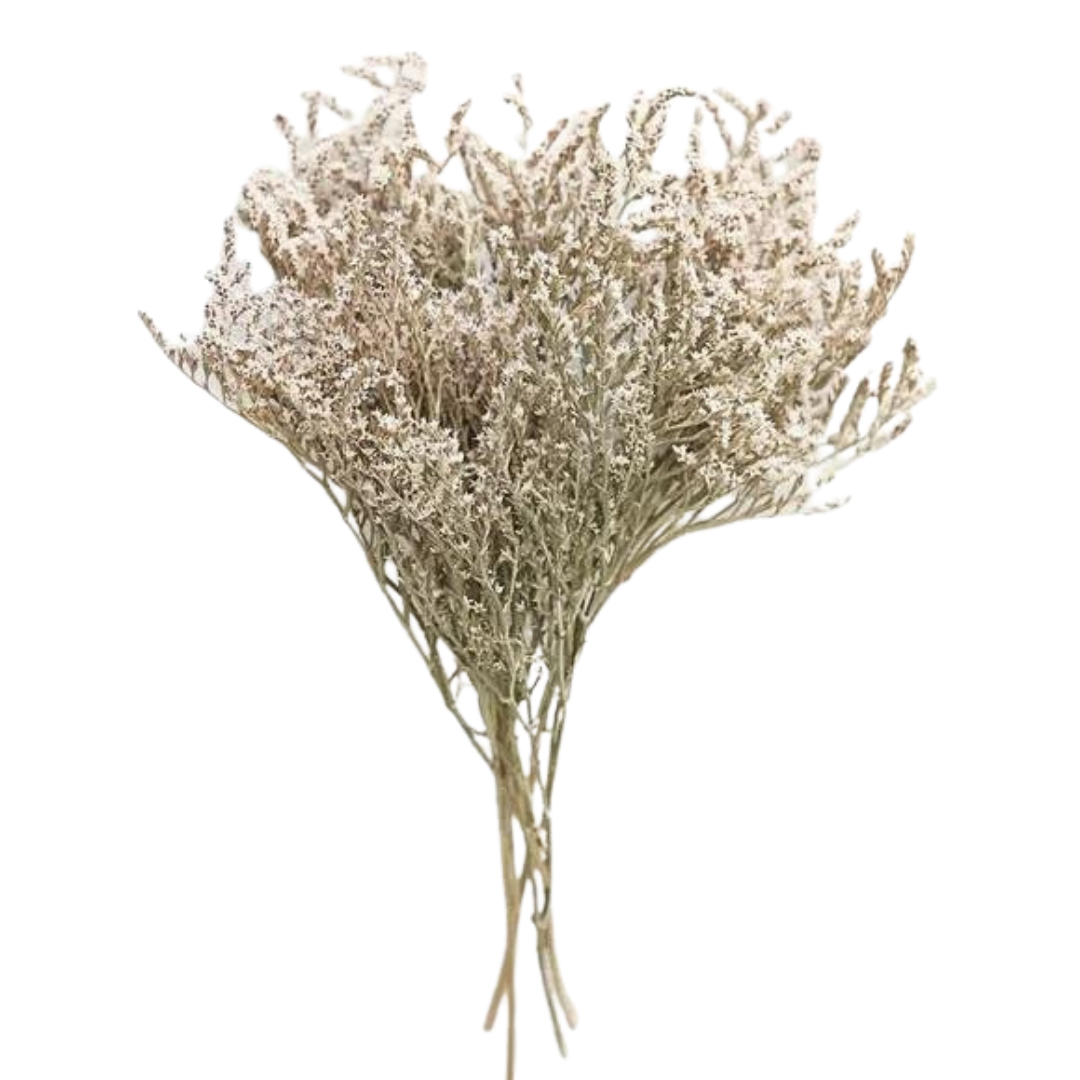 Botanico Ltd. – Großhandel Getrocknete/gepresste Blumen – Deutsche Statice0