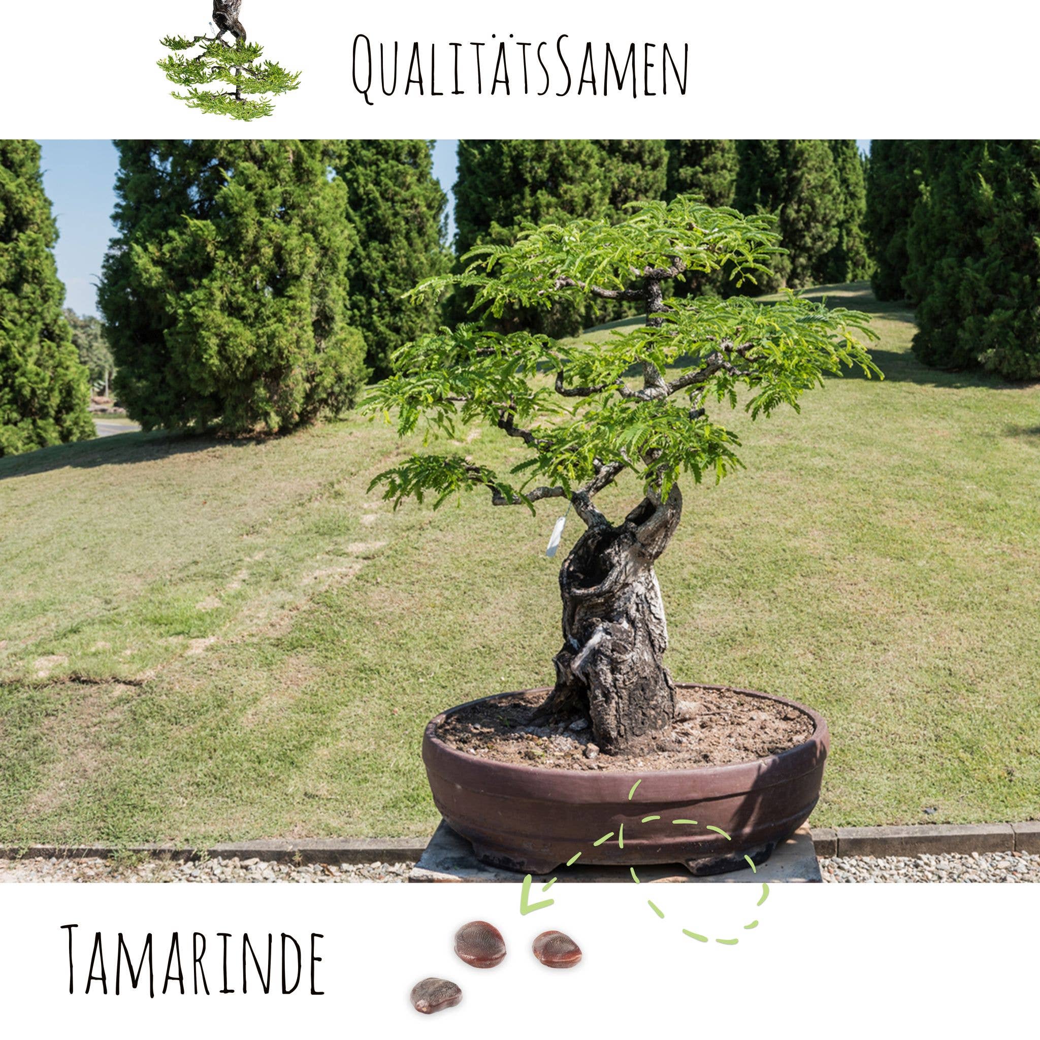 Vendix GmbH – Engroshandel Plantefrø – Eksotiske bonsai-frø med høj spireevne5