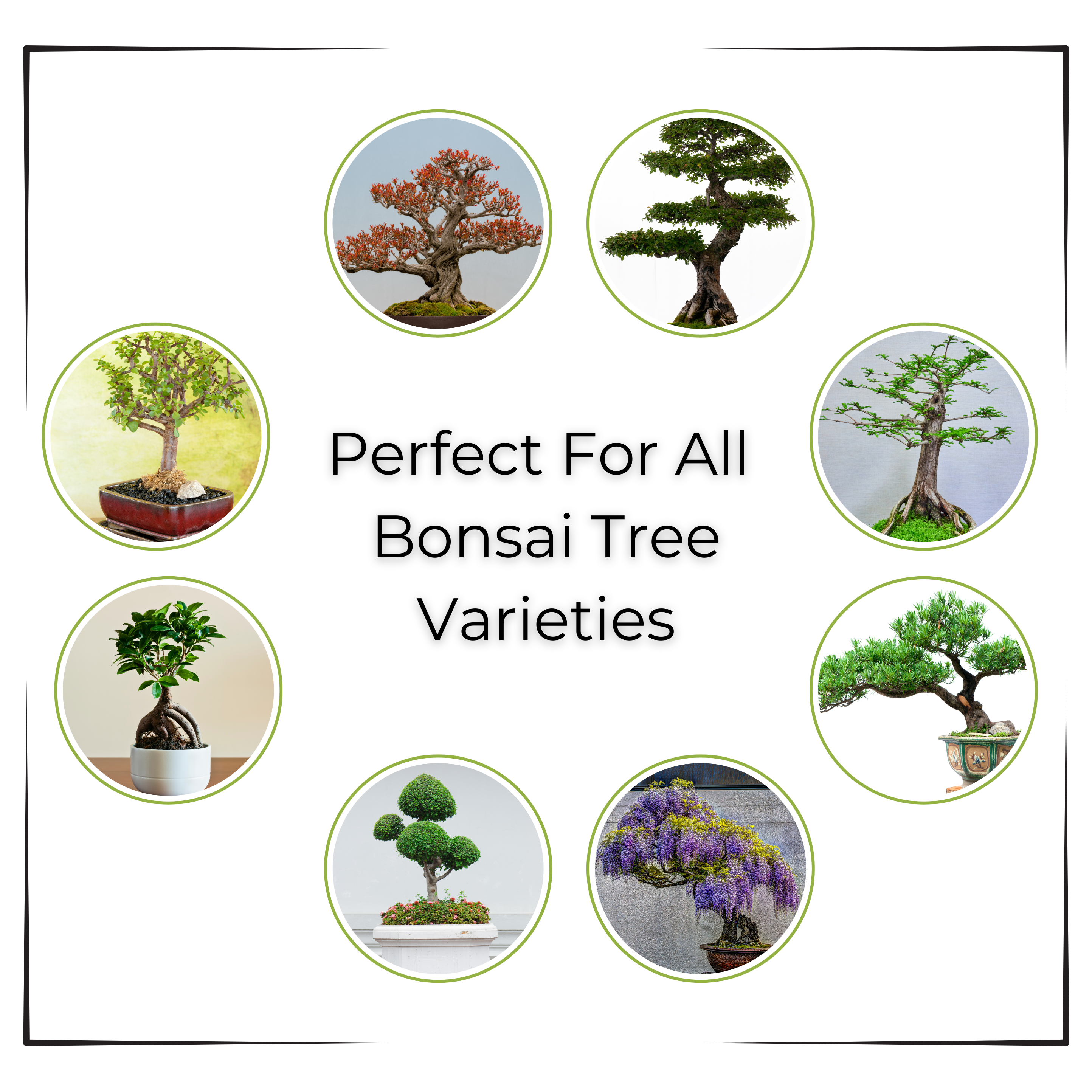 Happy Bunny Farms - Vendita all'ingrosso Terriccio per piante/vasi - Terriccio Premium Bonsai Bliss per Alberi Bonsai, 2QT2