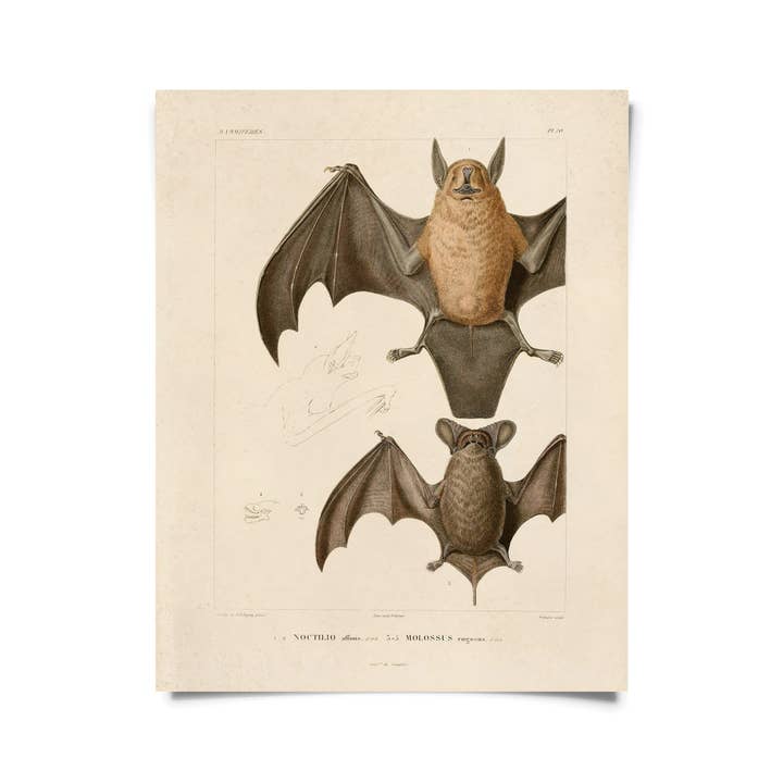 Curious Prints – wholesale Konsttryck – Vintage Mexikansk Freetail Bat Print med valfri ram