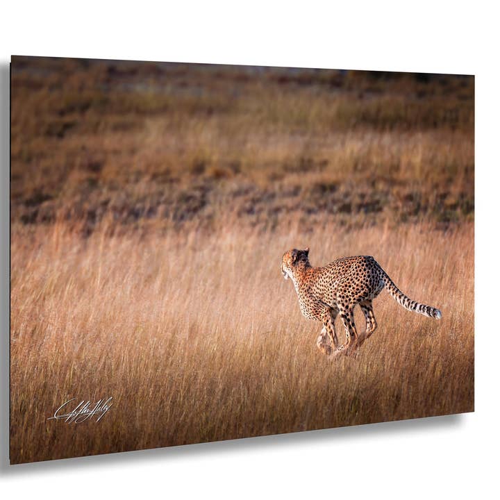 Maximalist Cheetah Wall Art | Bright Boho | Safari for wholesale by Clifton Haley Photography