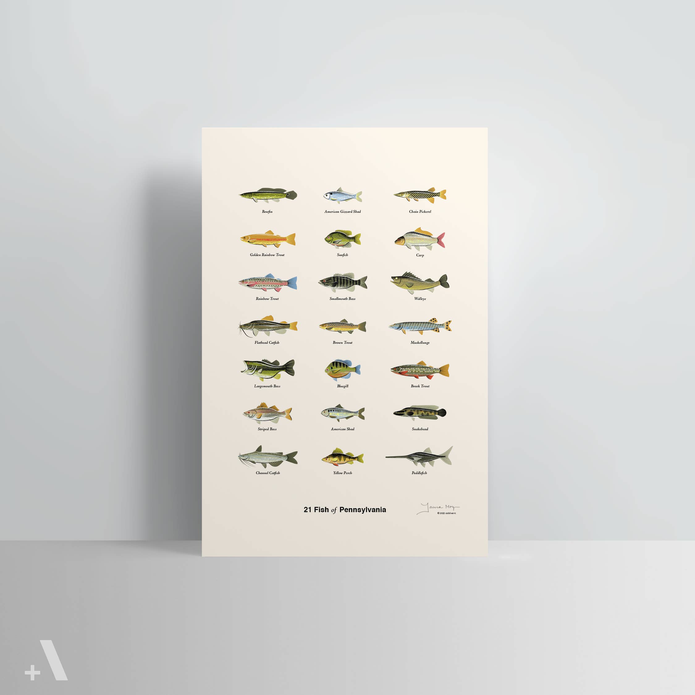 Addvent - Wholesale Art Print - Common Fish of Pennsylvania / Poster Art Print