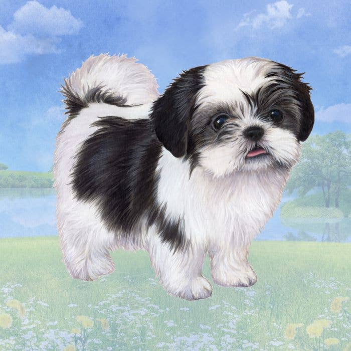 Shih Tzu Black & White Puppy Cut Square Coaster for wholesale by E&S Pets