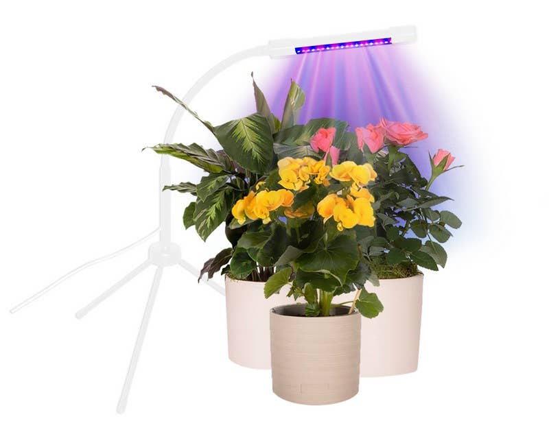 Boxer Gifts – wholesale Garden tool – Plant Booster Grow Light - Houseplant Gift4