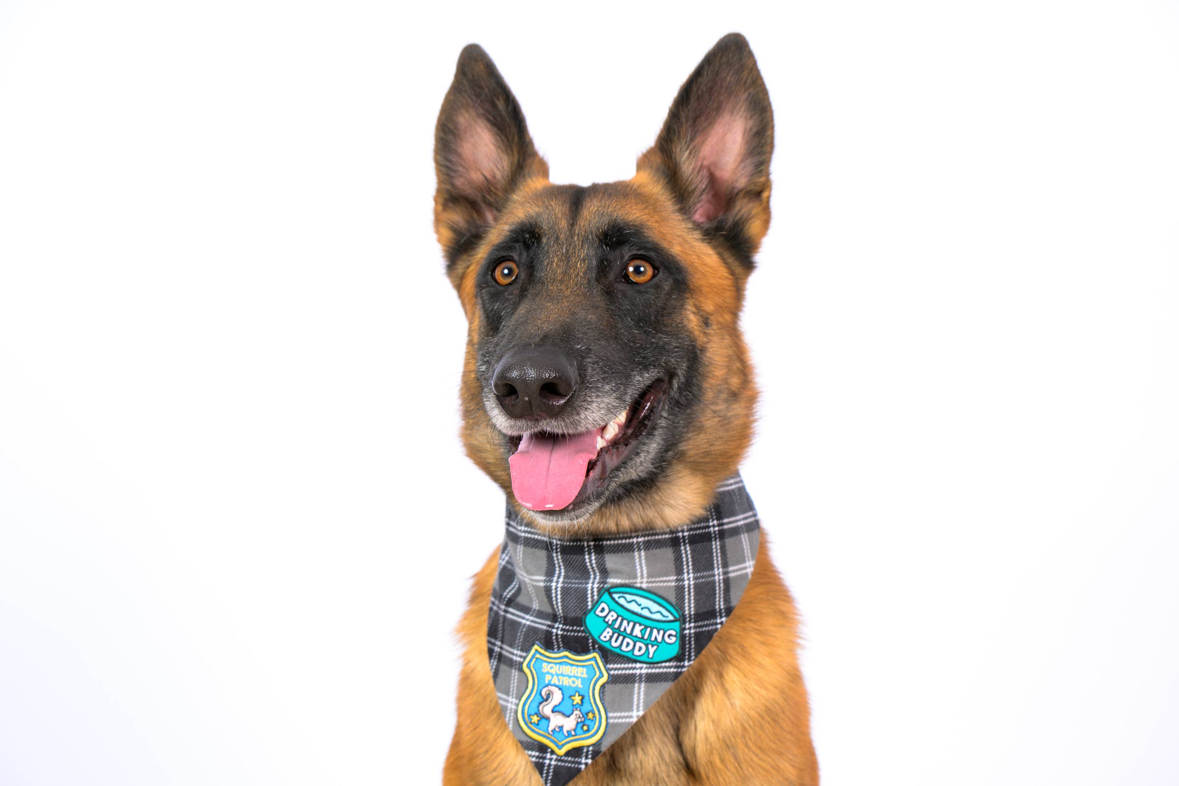 Colored Up Pup - Wholesale Patch - Adventure Dog Iron On Patch for Dogs4