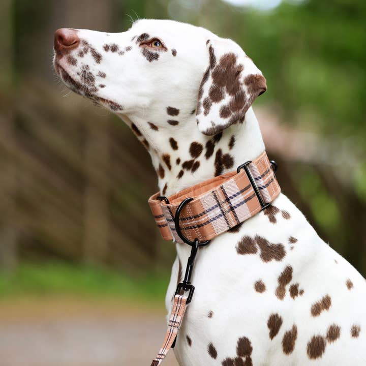 Heritage Martingale Collar - Butterscotch Biscuit for wholesale by The aDoraBle Pooch Company