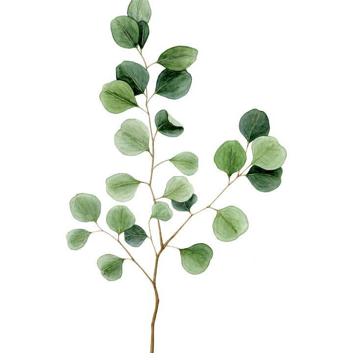 Silver Dollar Eucalyptus - Stampa artistica per la vendita all'ingrosso da parte di Rabbitbrush Studio