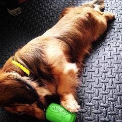 Rover Pet Products - Vente Jouet à mâcher – chien - Canette Toy13