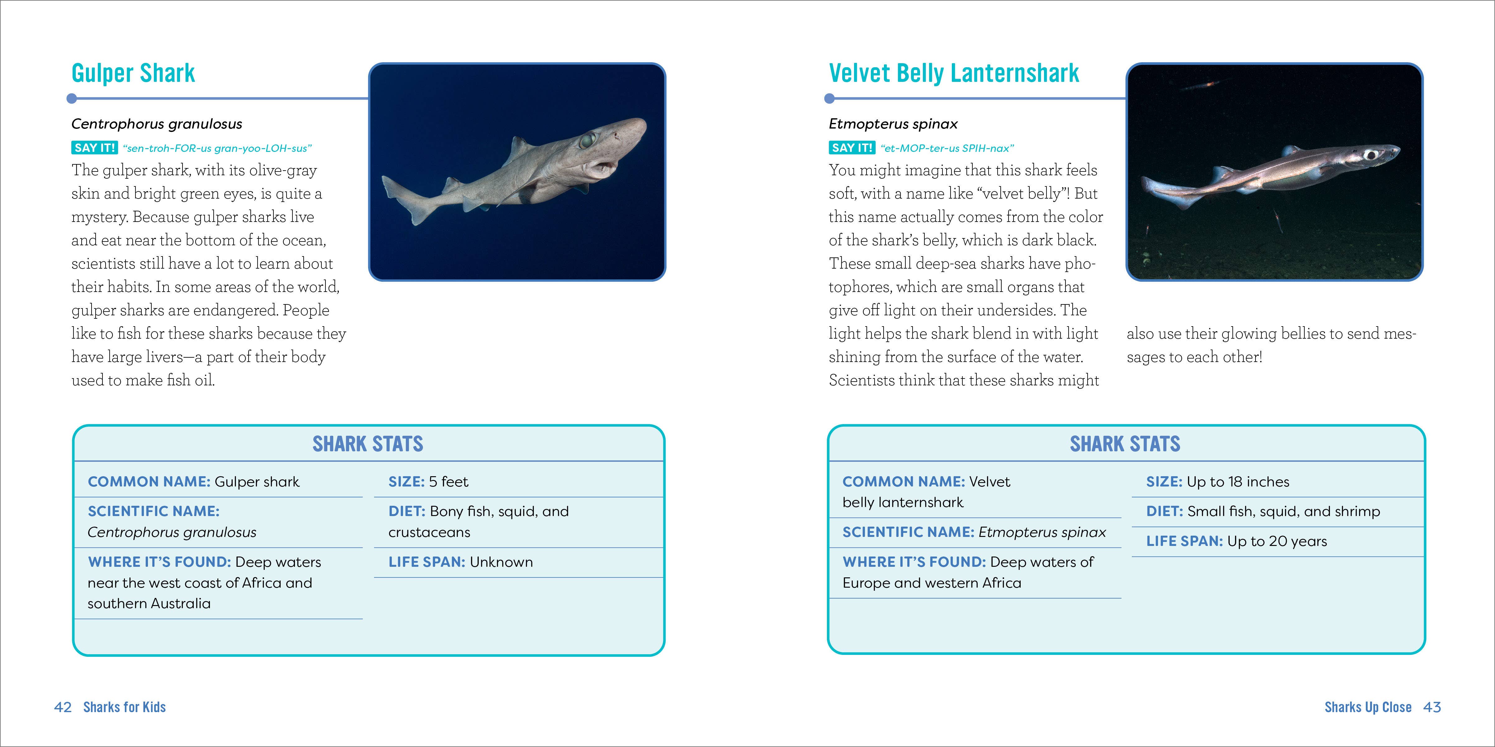 Sourcebooks - Wholesale Nature & Outdoors - Sharks for Kids2