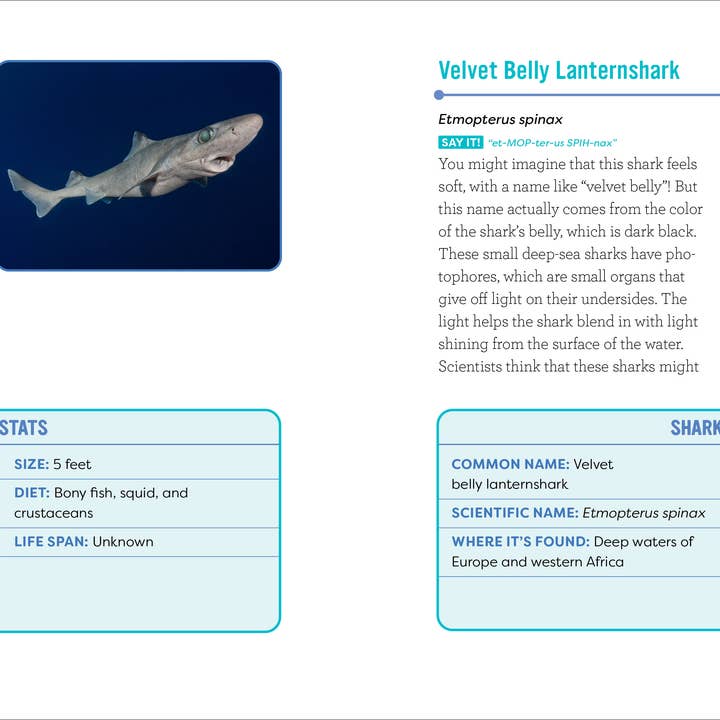 Sourcebooks - Wholesale Nature & Outdoors - Sharks for Kids2