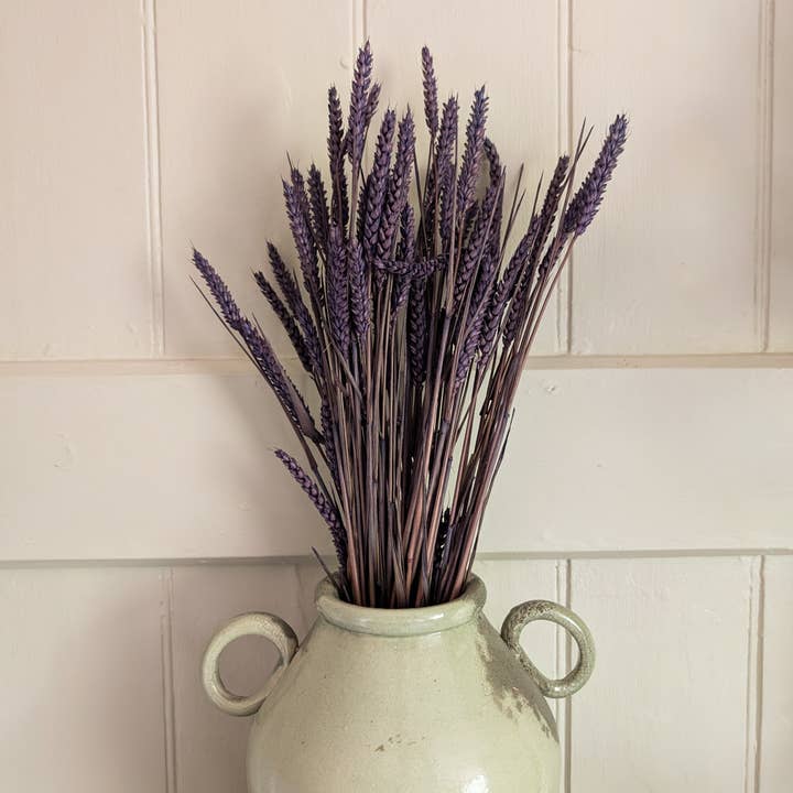 Banksia Botanicals - Wholesale Dried/Pressed Flowers - Purple Triticum Wheat 60-70cm 1