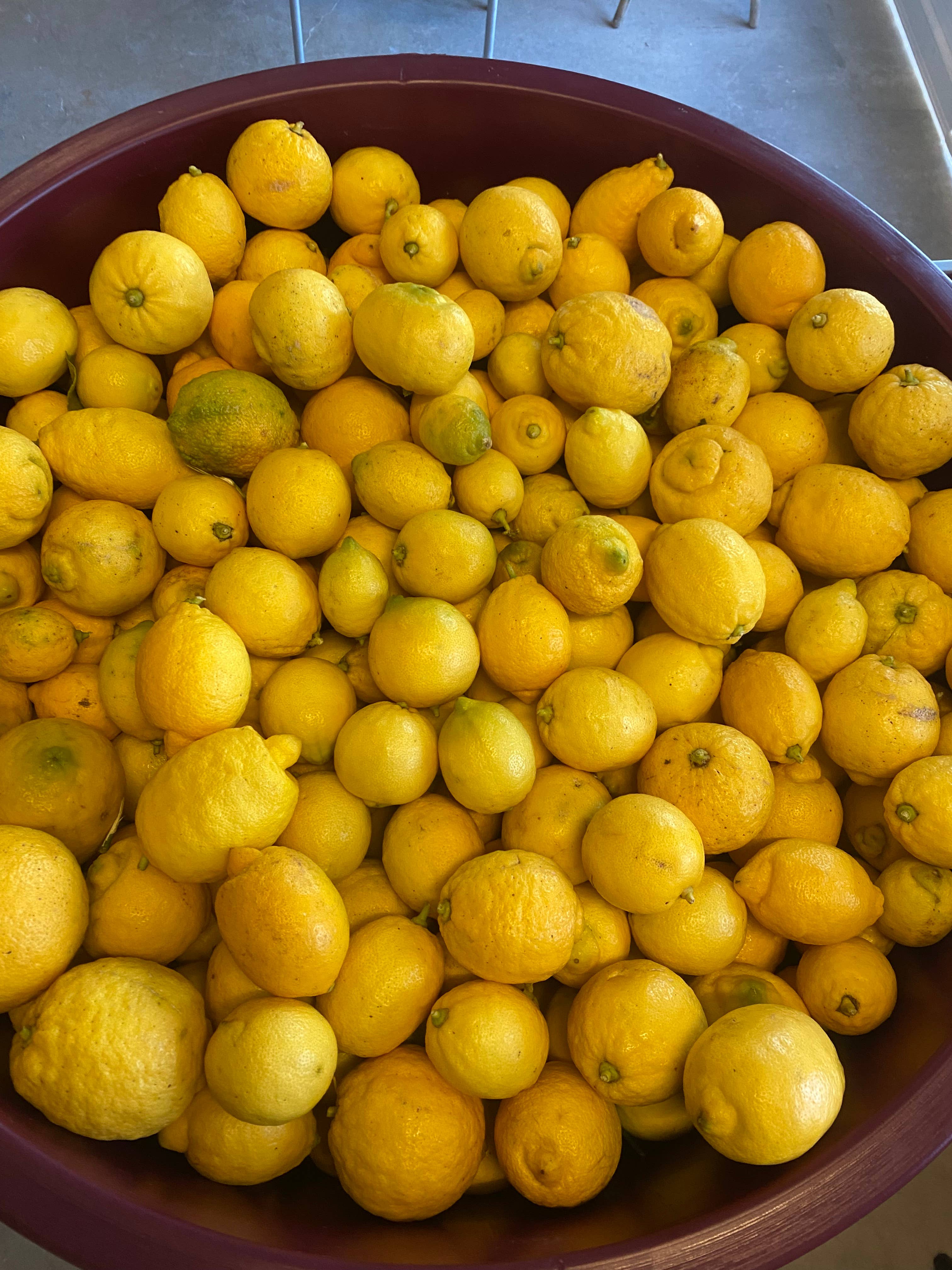 distillerie de la mer – Engroshandel Likør – Limoncello Korsika2