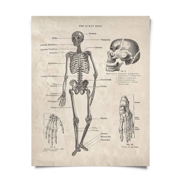 Reproduction vintage du squelette du corps humain avec cadre optionnel pour la vente par Curious Prints