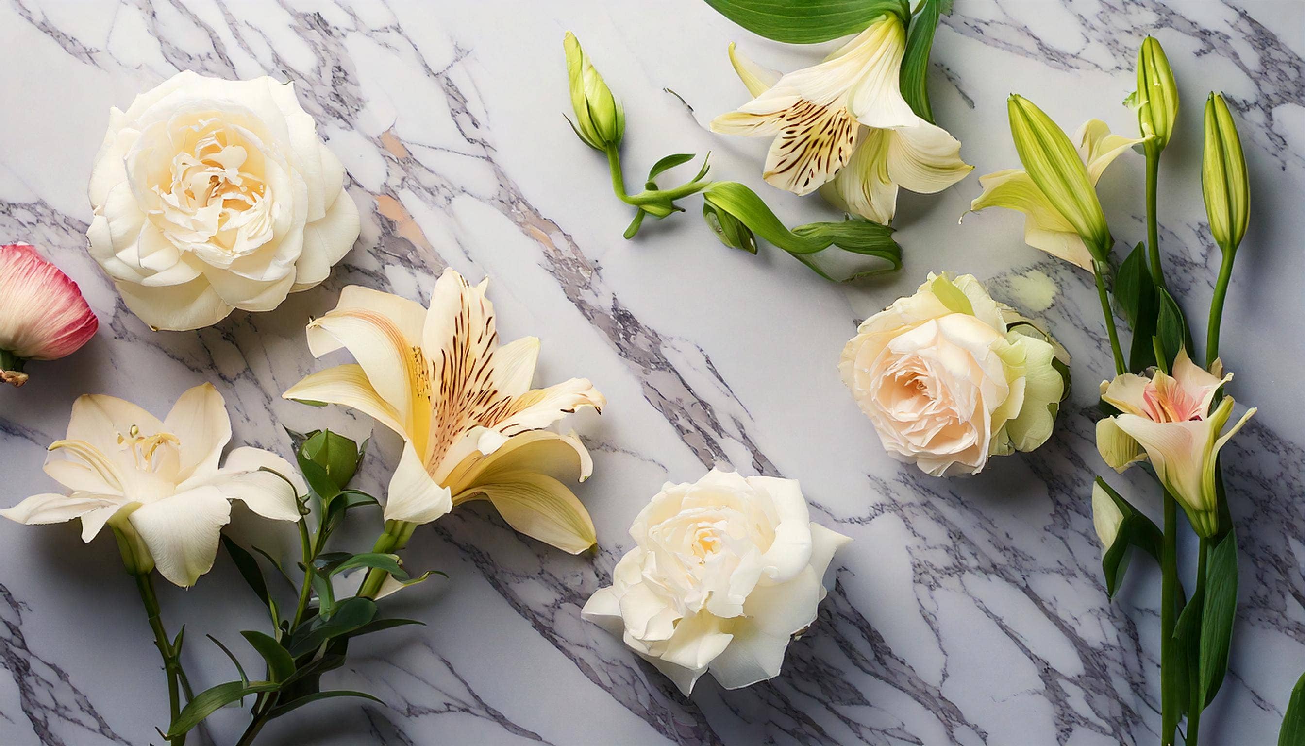 Atelier Candela - Wholesale Jar/Filled Candle - Royal Gardenia 14oz (6 Pack)2