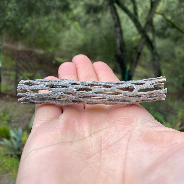 Cholla dried cactus piece small 4in for wholesale by The Cactus Bros