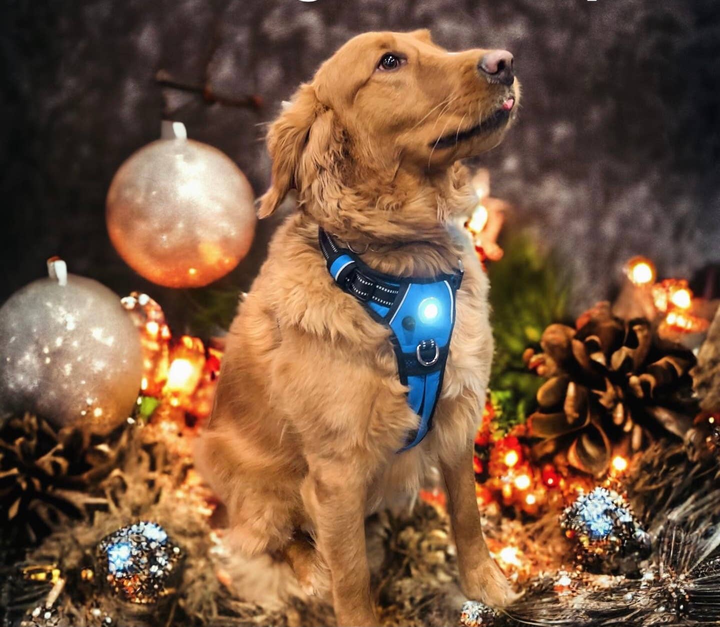 Headlight Harness - Wholesale Pet Harness - Dog - Headlight Harness LED  Reflective Dog/Cat Harness 19