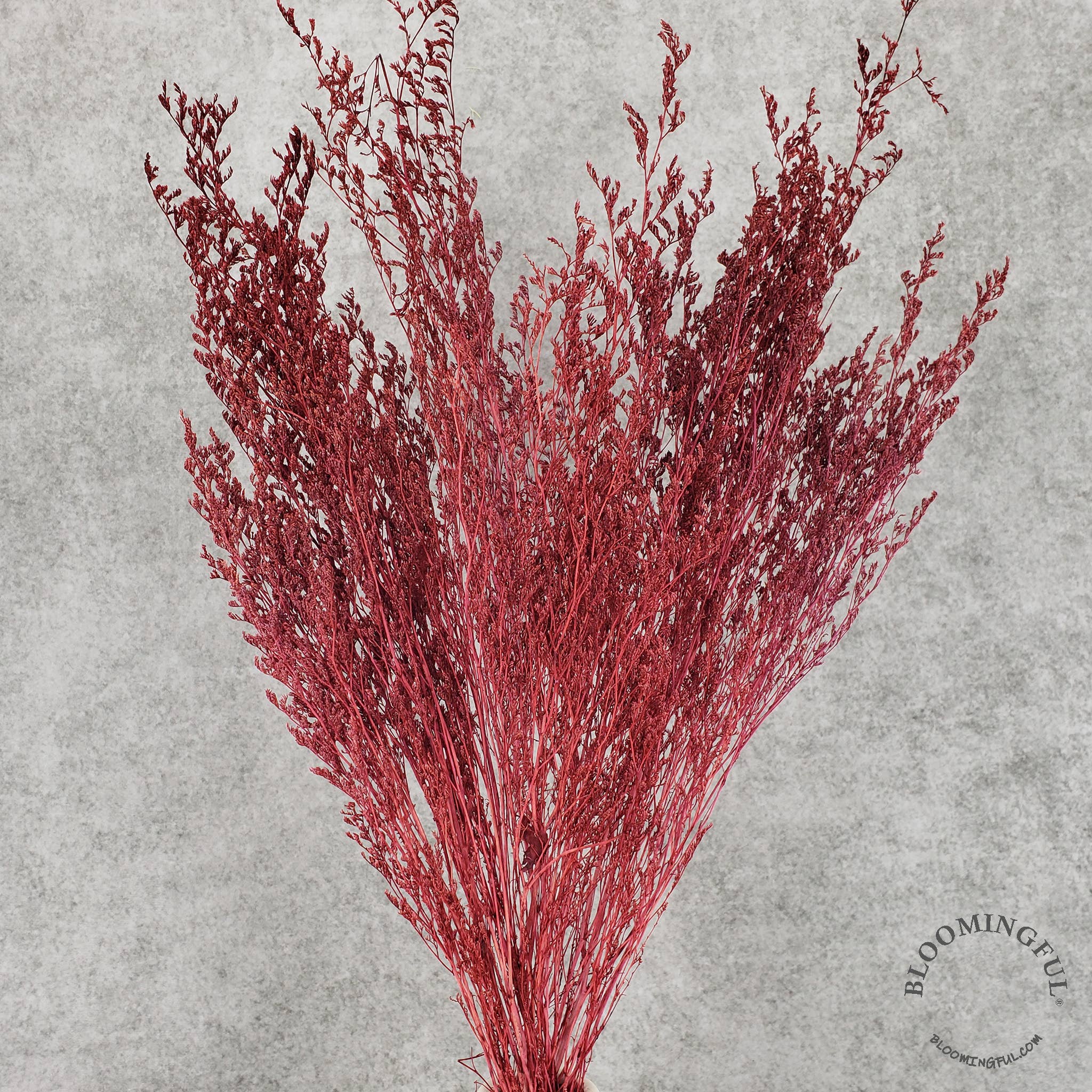 BLOOMINGFUL.COM - Wholesale Dried/Pressed Flowers - Preserved Limonium Caspia Flowers - Burgundy Red (025)1