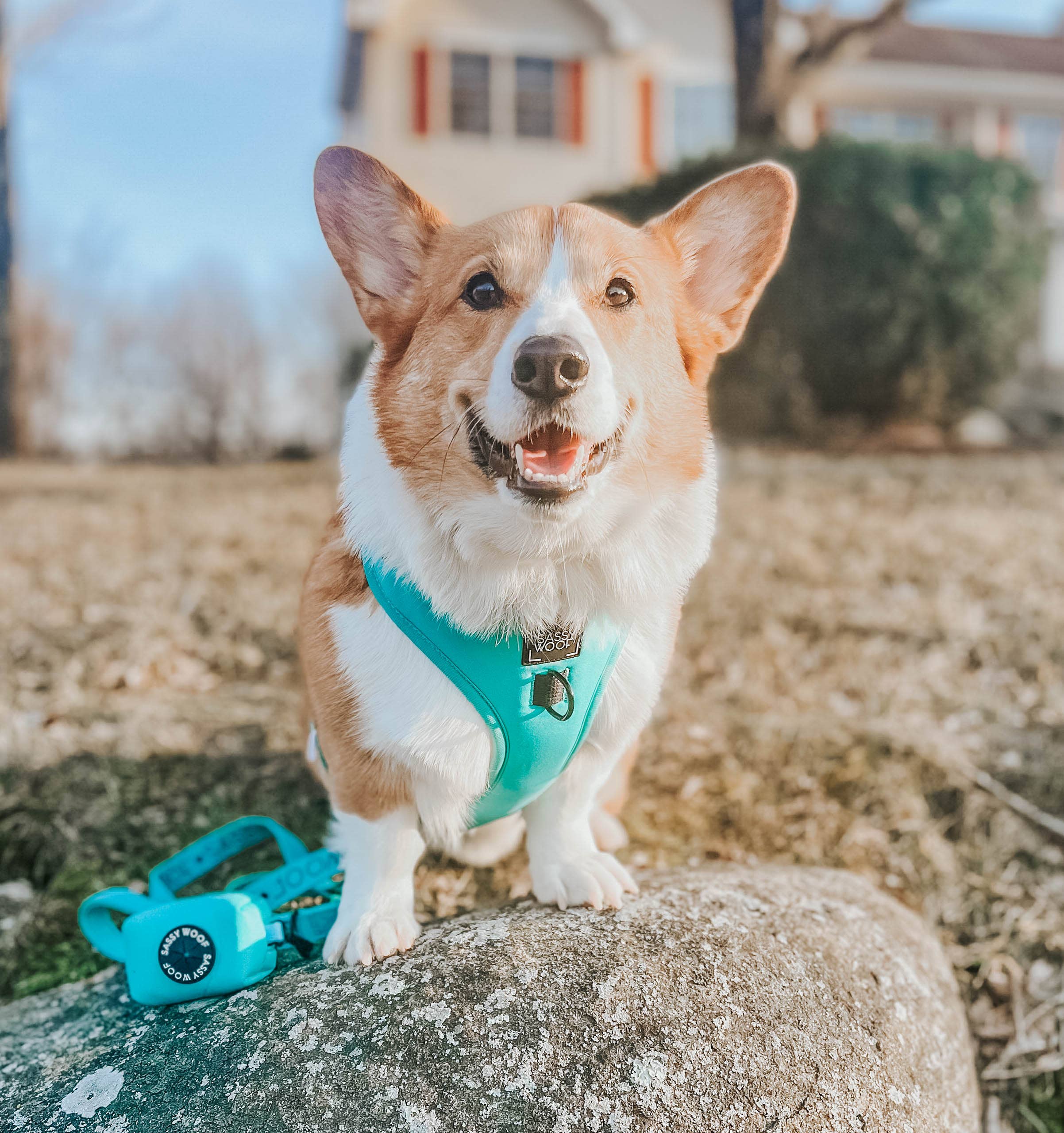 SASSY WOOF - Wholesale Pet Poop Bag Dispenser - Dog Waste Bag Holder - Neon Blue3
