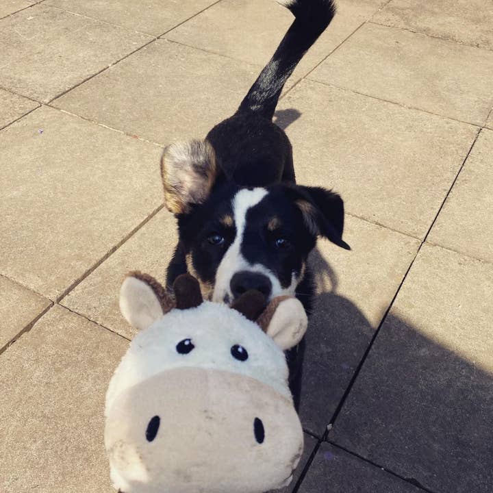 WufWuf - Wholesale Pet squeaky toy – Dog - WufWuf Cow Squeaky Plush Tug Dog Toy6