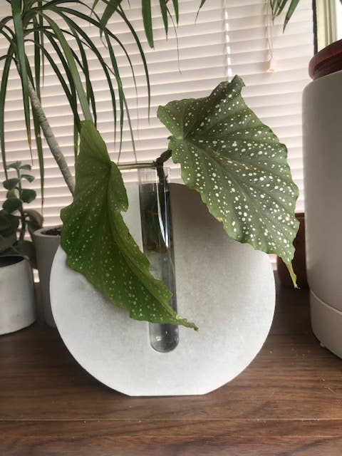 Concrete Propagation Vase for wholesale by Made On Galveston