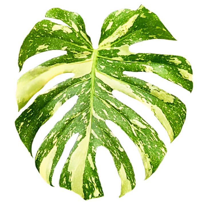 Dutch Flower Lady - Vendita all'ingrosso Piante vive - 10 piante rare di Monstera Thai Constellation in tutto il mondo2