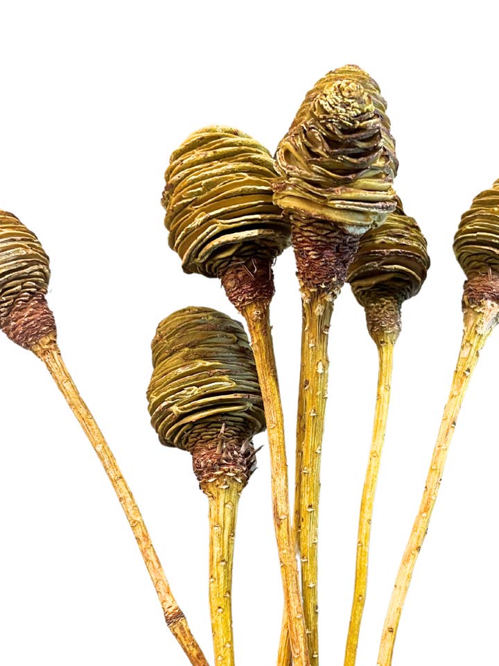 Honey Dip for wholesale by Botanico Ltd.