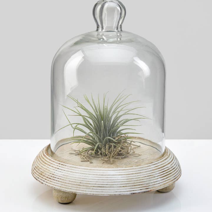 Jamali Garden - Wholesale Decorative Tabletop Object - 6 x 7in La Boheme Glass Cloche with Wood Base1