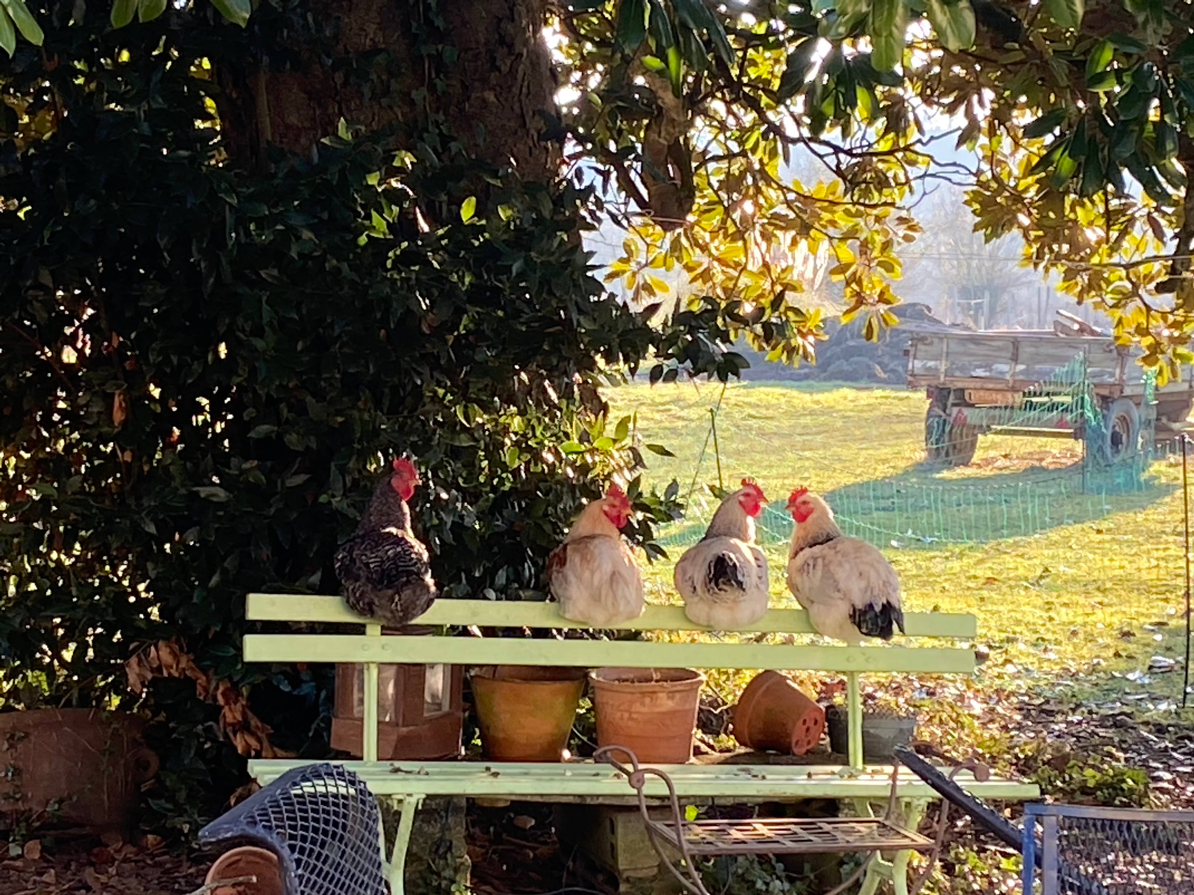 Château Camponac - Wholesale Red Wine - Chateau Camponac Merlot 20204