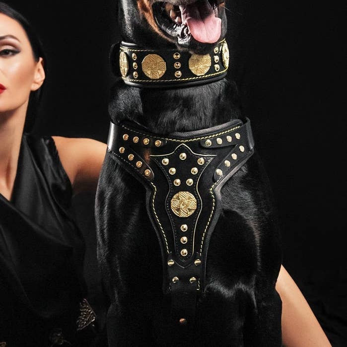 Le harnais Maximus V2 pour la vente par Serendipityfile