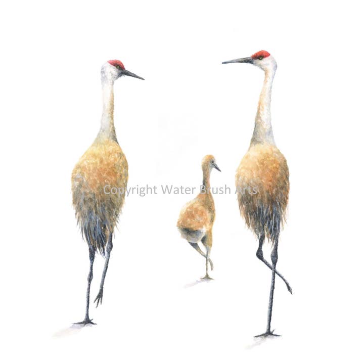 Tirage d'art Sandhill Crane Family 01 pour la vente par Water Brush Arts