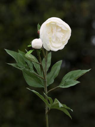 Kunstig hvid japansk peon med krusede blade og knopp for engroshandel hos Mezu Silk Flowers