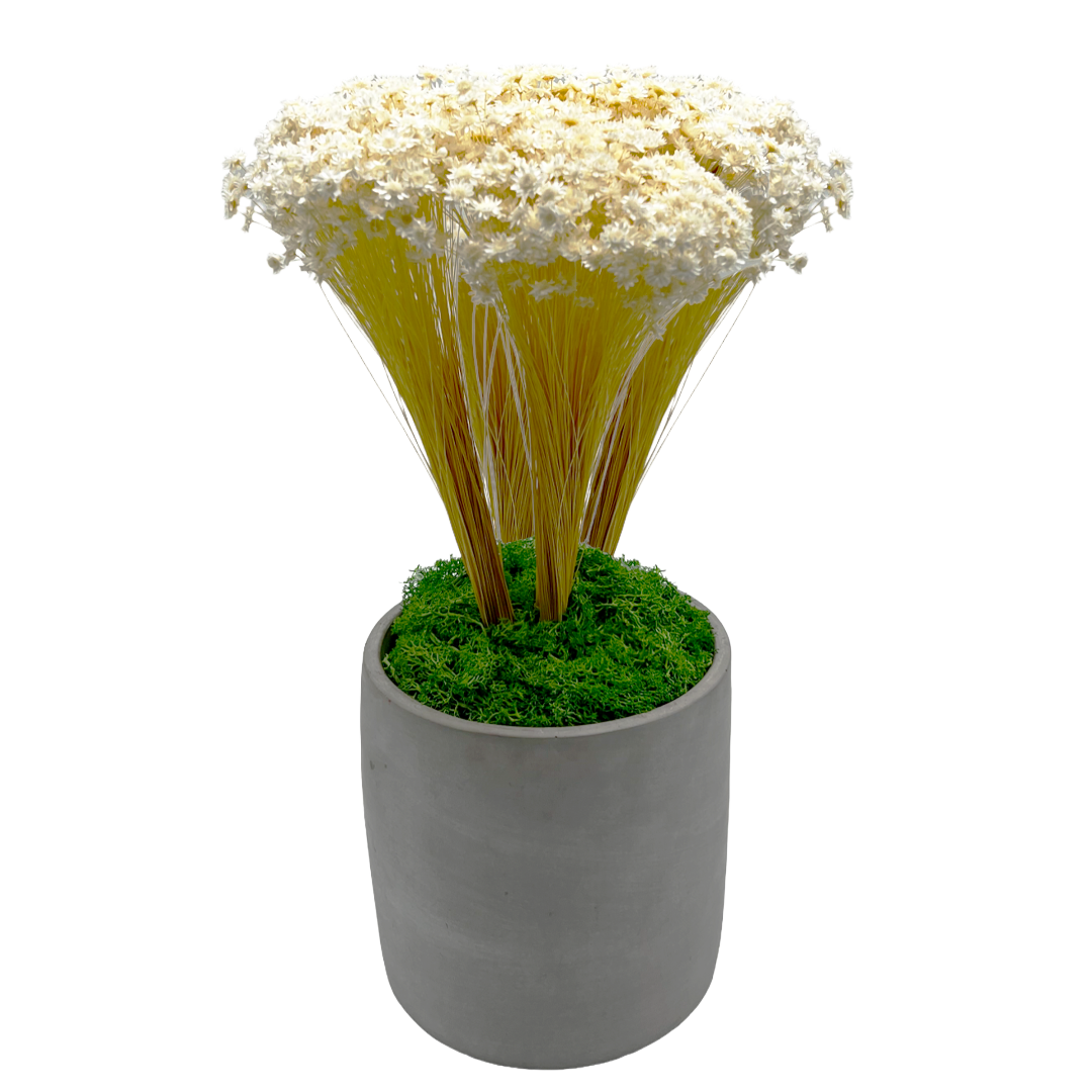 2626 Designs - Wholesale Dried/Pressed Flowers - Preserved Reindeer Moss in Multiple Colors17