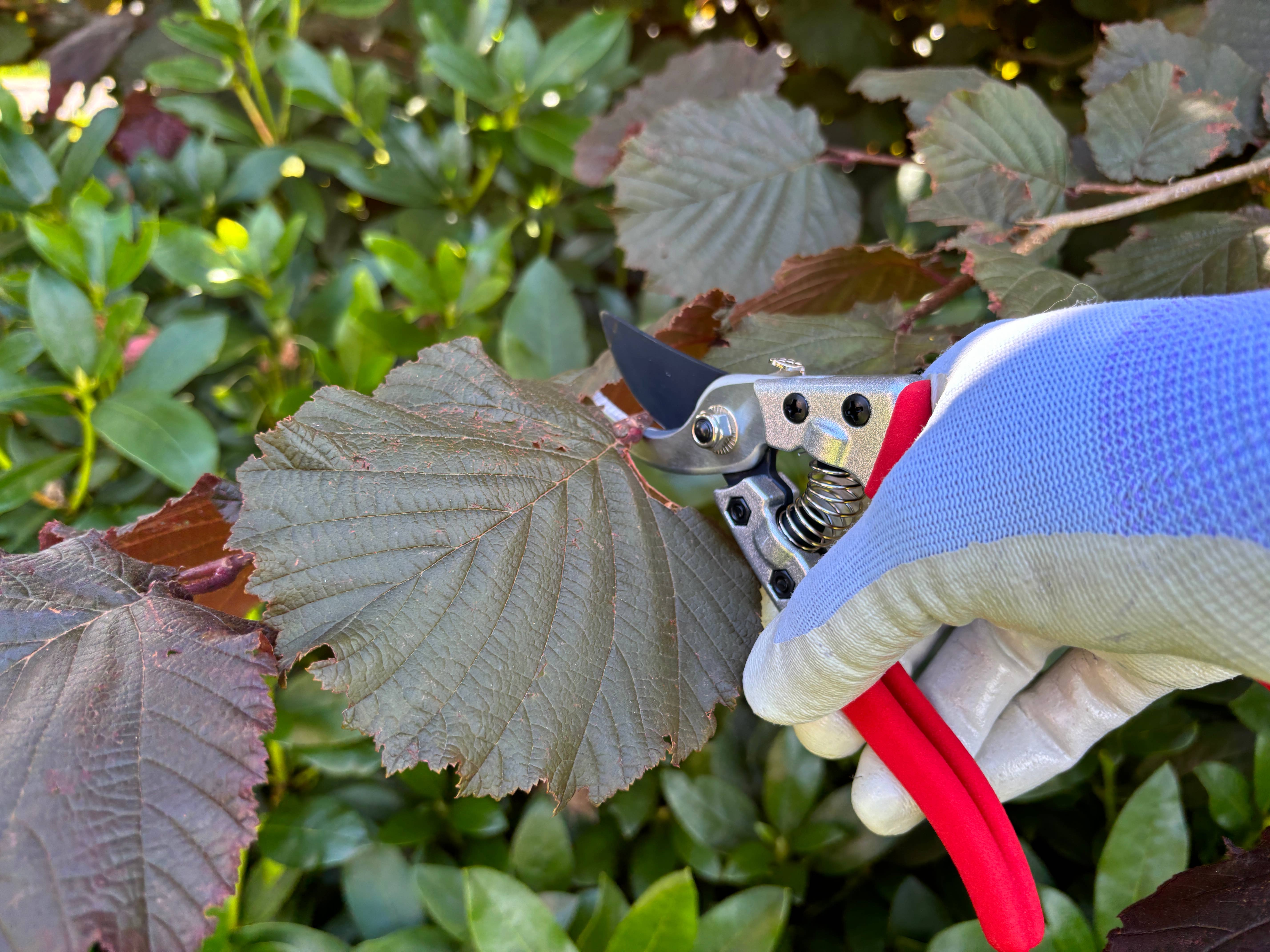 Gärtnertraum – wholesale Trädgårdsverktyg – Grensax - Sekatör17