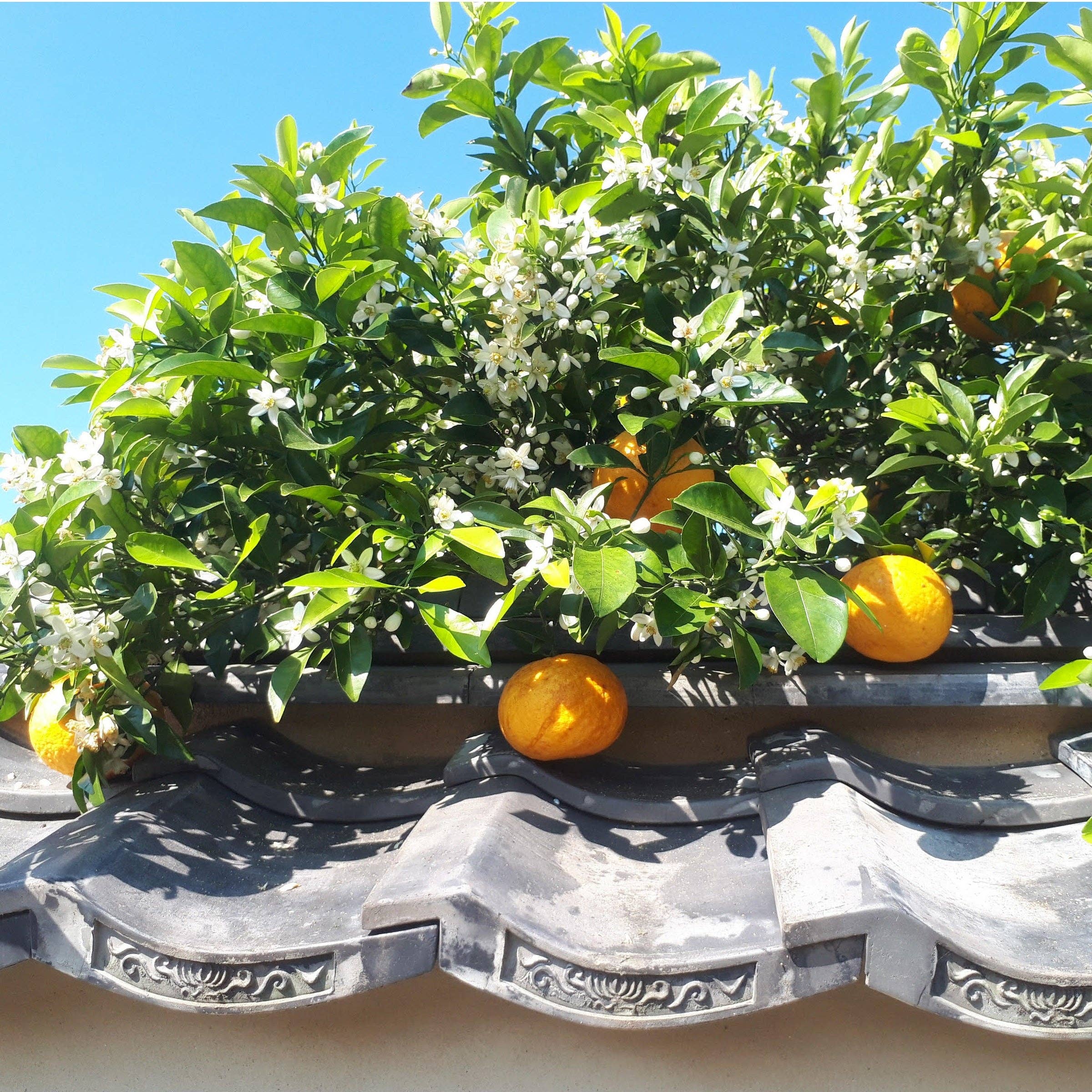 Umami Insider - Wholesale Chili Paste - Yuzu Pepper Paste (Yuzu Kosho), 1.76 oz5