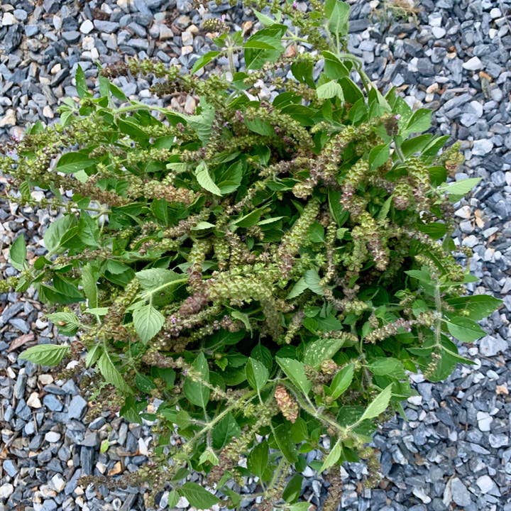 Hydrosol Tulsi pour la vente par Loomis Hill Botanics
