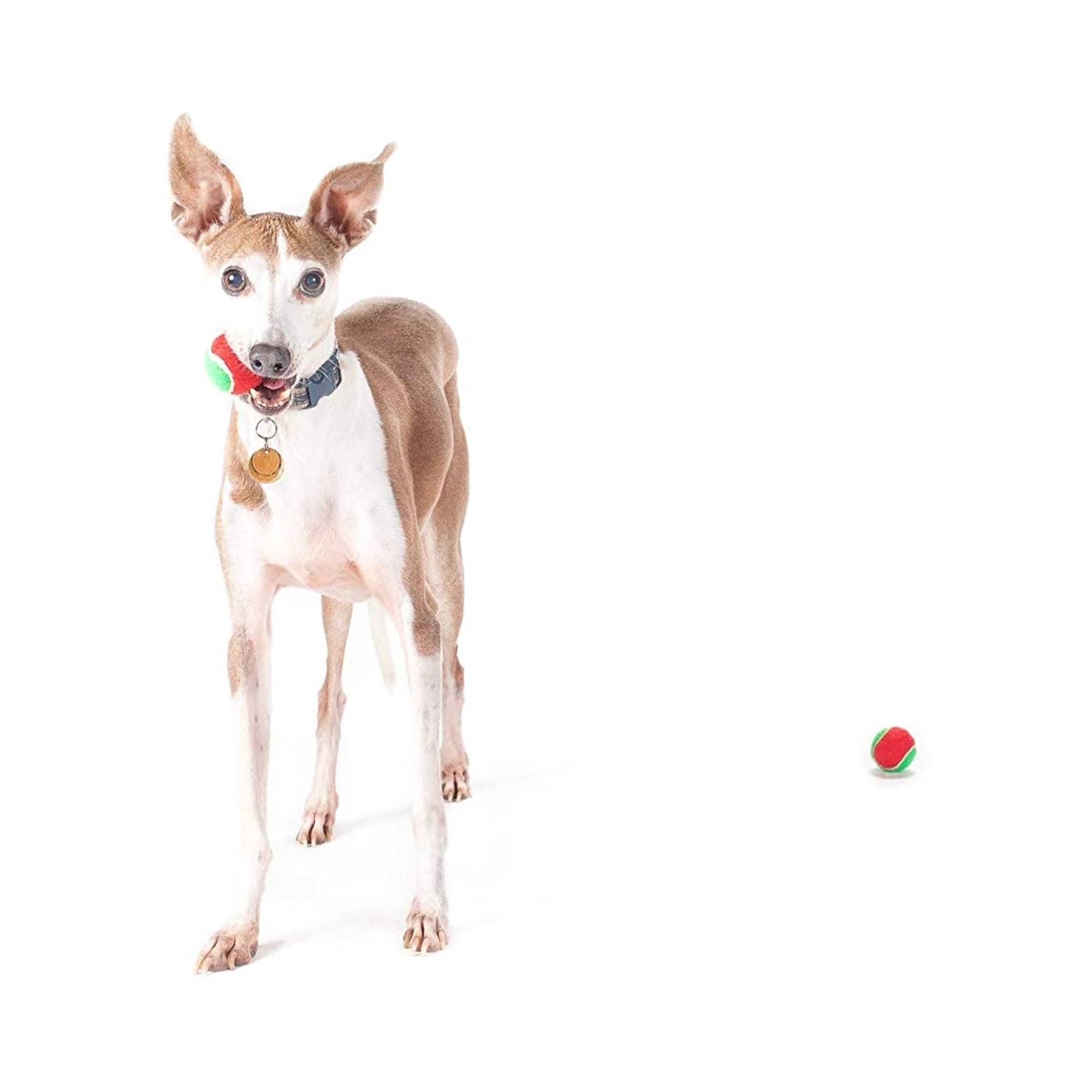 Midlee Designs - Wholesale Pet Squeaky Toy - Dog - Midlee 1.5" Mini Squeaker Christmas Dog Tennis Balls4