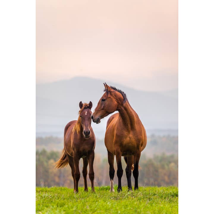Póster de Arte Fotográfico de Madre, Cría, Yegua, Potro, Familia de Caballos y Colinas Onduladas para venta al por mayor de Gotham Gifts