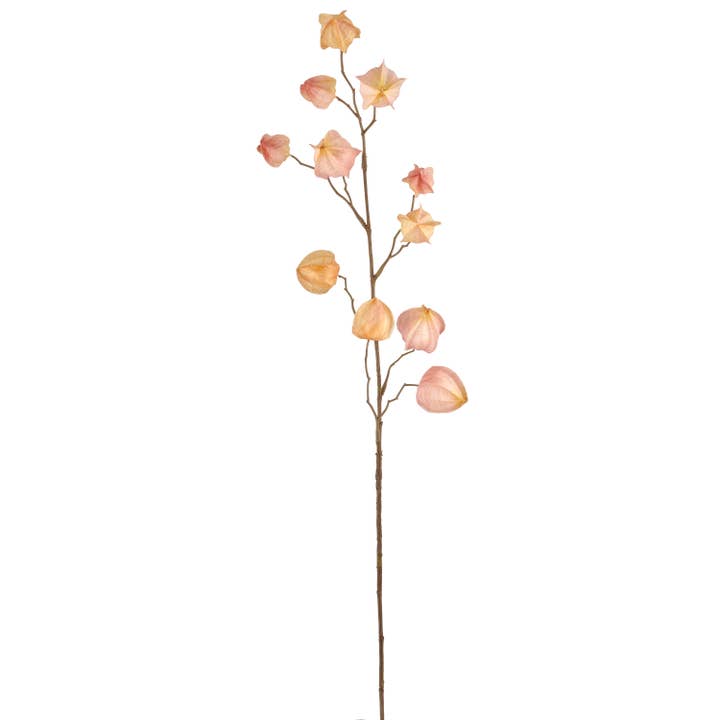 Physalis, 80cm, apricot für den Großhandel von GASPER GmbH